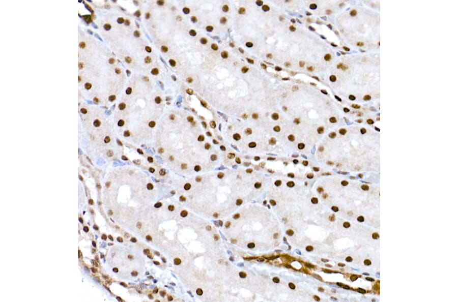 Immunohistochemistry - Anti-CREB (phospho Ser133) Antibody (A10868) - Antibodies.com