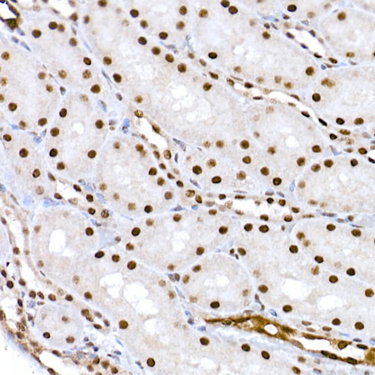 Immunohistochemistry - Anti-CREB (phospho Ser133) Antibody (A10868) - Antibodies.com