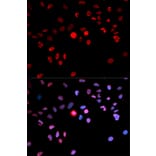 Immunofluorescence - Anti-CREB (phospho Ser133) Antibody (A10868) - Antibodies.com