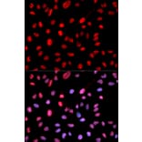 Immunofluorescence - Anti-Dnmt1 (phospho Ser714) Antibody (A10869) - Antibodies.com