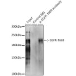 Western Blot - Anti-EGFR (phospho Thr669) Antibody (A10873) - Antibodies.com