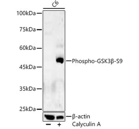 Western Blot - Anti-GSK3 beta (phospho Ser9) Antibody (A10877) - Antibodies.com