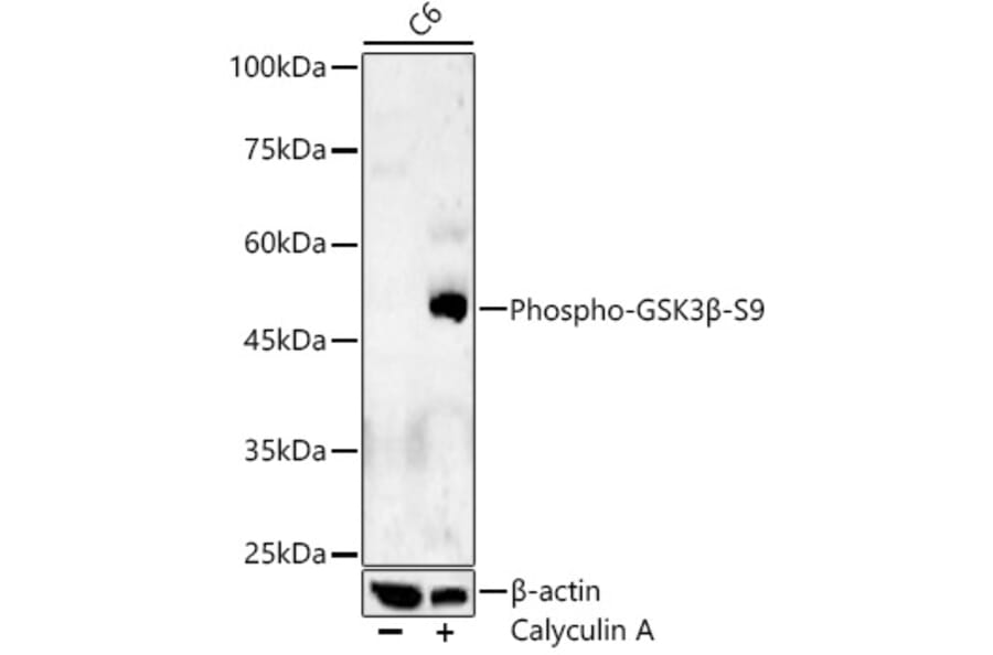 Western Blot - Anti-GSK3 beta (phospho Ser9) Antibody (A10877) - Antibodies.com