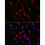 Immunofluorescence - Anti-GSK3 beta (phospho Ser9) Antibody (A10877) - Antibodies.com