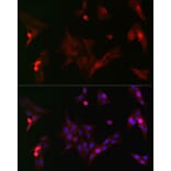 Immunofluorescence - Anti-GSK3 beta (phospho Ser9) Antibody (A10877) - Antibodies.com