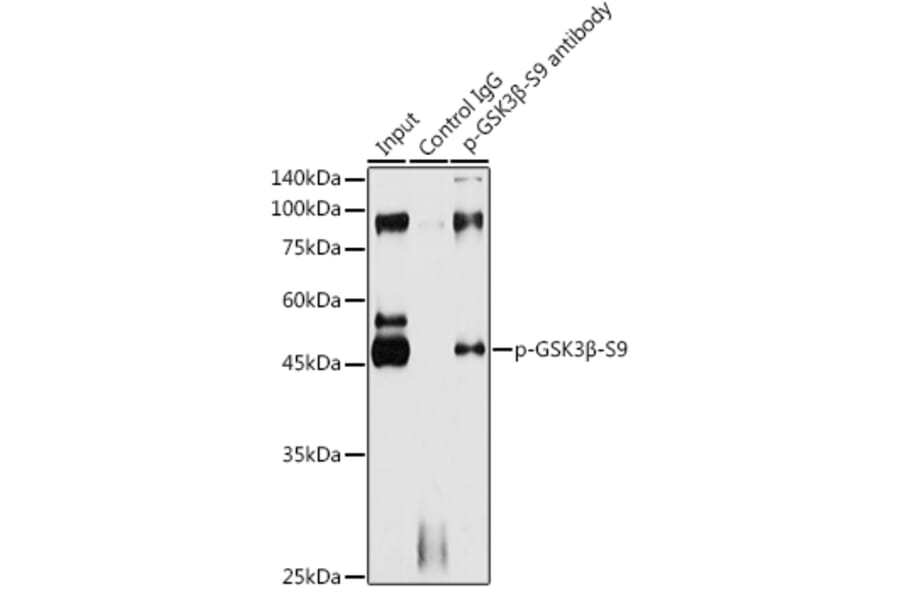 Western Blot - Anti-GSK3 beta (phospho Ser9) Antibody (A10877) - Antibodies.com