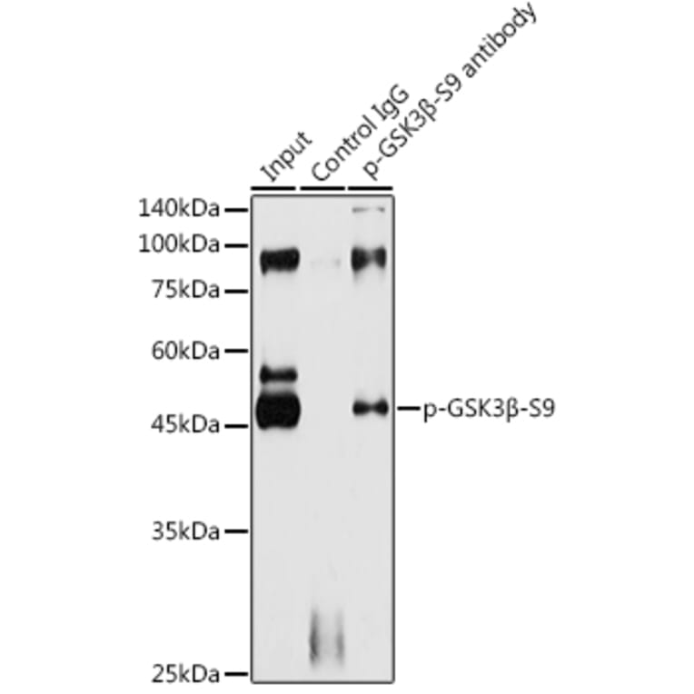 Western Blot - Anti-GSK3 beta (phospho Ser9) Antibody (A10877) - Antibodies.com