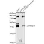 Western Blot - Anti-GSK3 beta (phospho Ser9) Antibody (A10877) - Antibodies.com