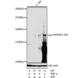 Western Blot - Anti-ASK1 (phospho Ser83) Antibody (A10879) - Antibodies.com