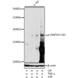 Western Blot - Anti-ASK1 (phospho Ser83) Antibody (A10879) - Antibodies.com