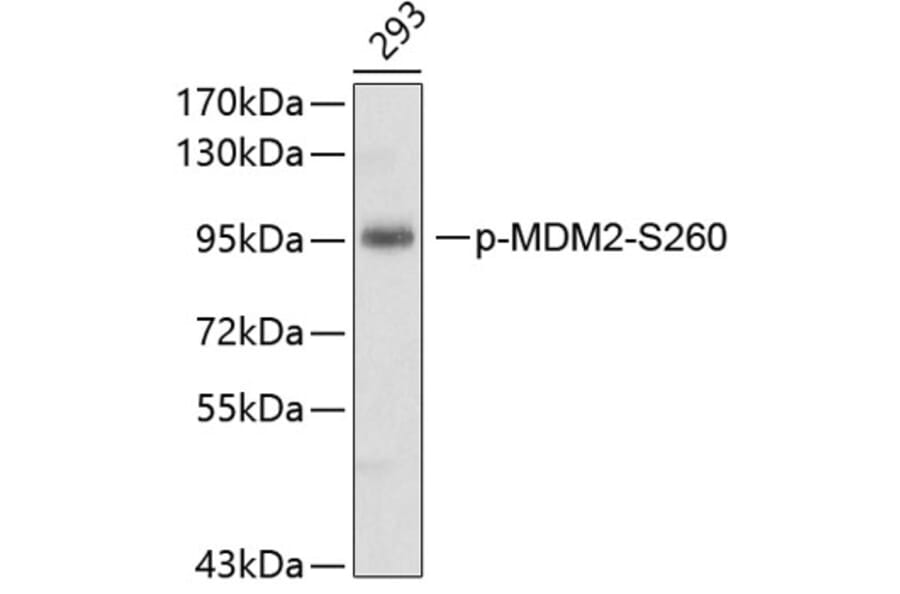 Western Blot - Anti-MDM2 (phospho Ser260) Antibody (A10881) - Antibodies.com