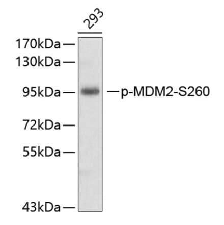 Western Blot - Anti-MDM2 (phospho Ser260) Antibody (A10881) - Antibodies.com