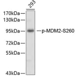 Western Blot - Anti-MDM2 (phospho Ser260) Antibody (A10881) - Antibodies.com