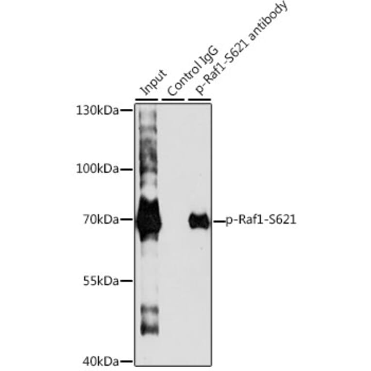 Western Blot - Anti-Raf1 (phospho Ser621) Antibody (A10884) - Antibodies.com