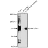 Western Blot - Anti-Raf1 (phospho Ser621) Antibody (A10884) - Antibodies.com