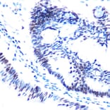 Immunohistochemistry - Anti-SMC1A (phospho Ser957) Antibody (A10885) - Antibodies.com
