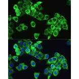 Immunofluorescence - Anti-mTOR (phospho Ser2448) Antibody (A10887) - Antibodies.com