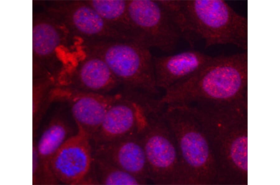 Immunofluorescence - Anti-PGR (phospho S190) Antibody (AP0147) - Antibodies.com