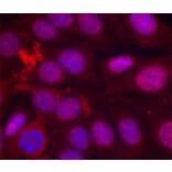 Immunofluorescence - Anti-PGR (phospho S190) Antibody (AP0147) - Antibodies.com