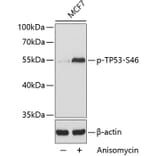 Western Blot - Anti-TP53 (phospho S46) Antibody (AP0161) - Antibodies.com