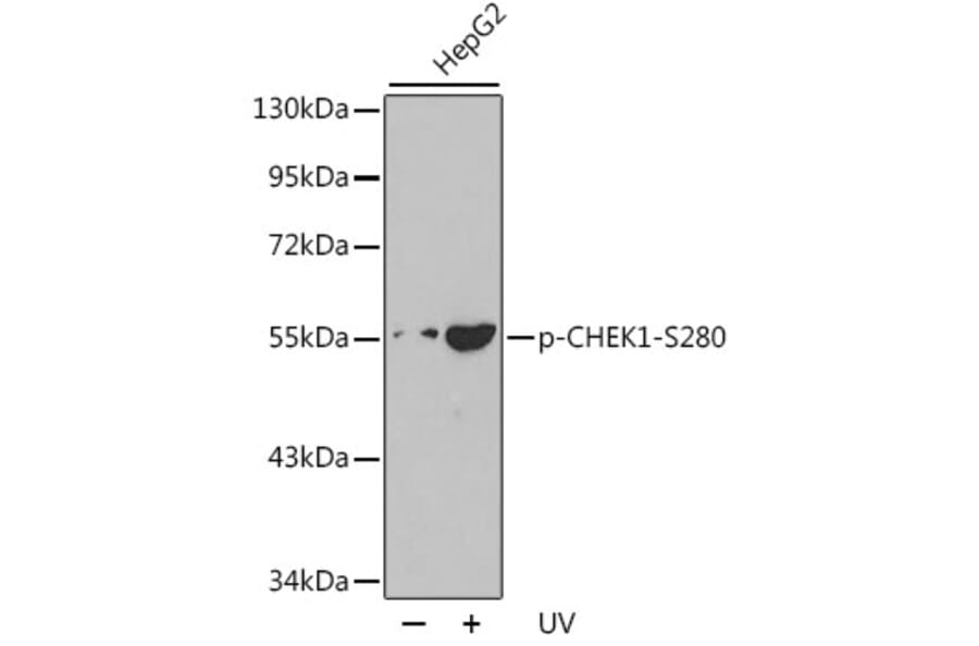 Western Blot - Anti-CHEK1 (phospho S280) Antibody (AP0179) - Antibodies.com