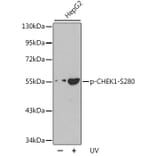 Western Blot - Anti-CHEK1 (phospho S280) Antibody (AP0179) - Antibodies.com