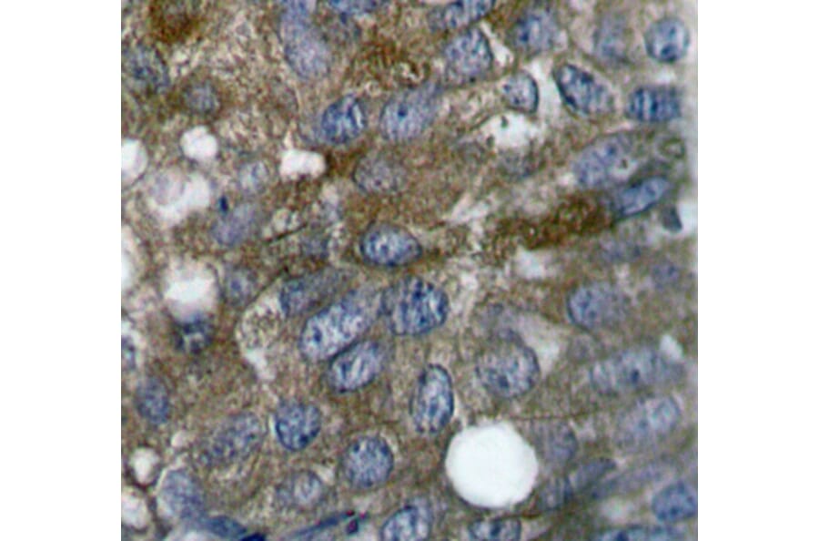 Immunohistochemistry - Anti-HSPB1 (phospho S15) Antibody (AP0189) - Antibodies.com