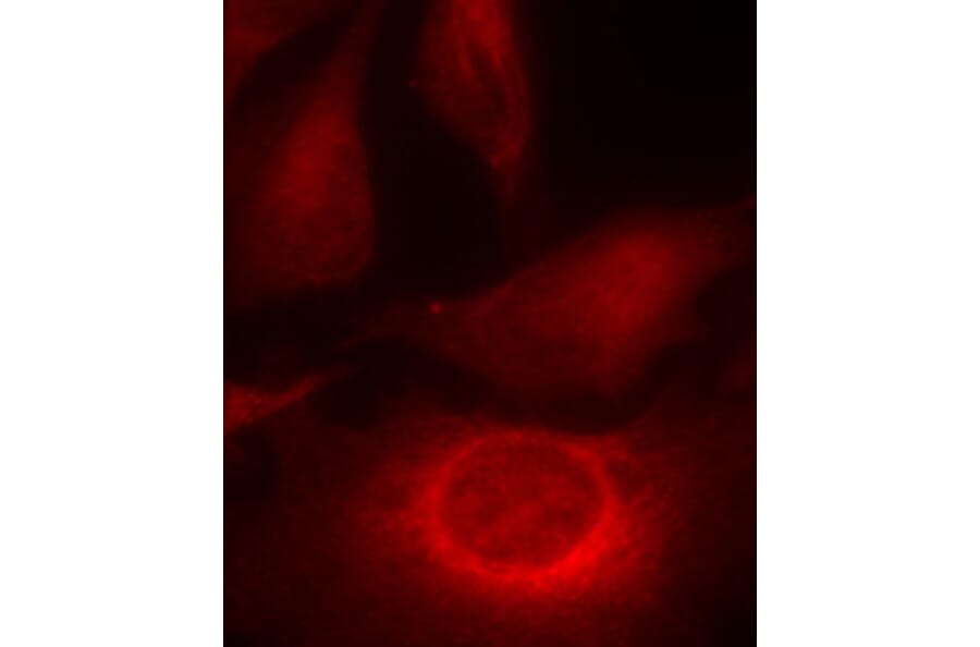 Immunofluorescence - Anti-HSPB1 (phospho S15) Antibody (AP0189) - Antibodies.com