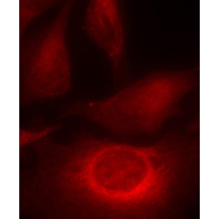 Immunofluorescence - Anti-HSPB1 (phospho S15) Antibody (AP0189) - Antibodies.com