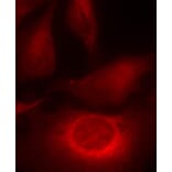 Immunofluorescence - Anti-HSPB1 (phospho S15) Antibody (AP0189) - Antibodies.com