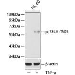 Western Blot - Anti-RELA (phospho T505) Antibody (AP0190) - Antibodies.com