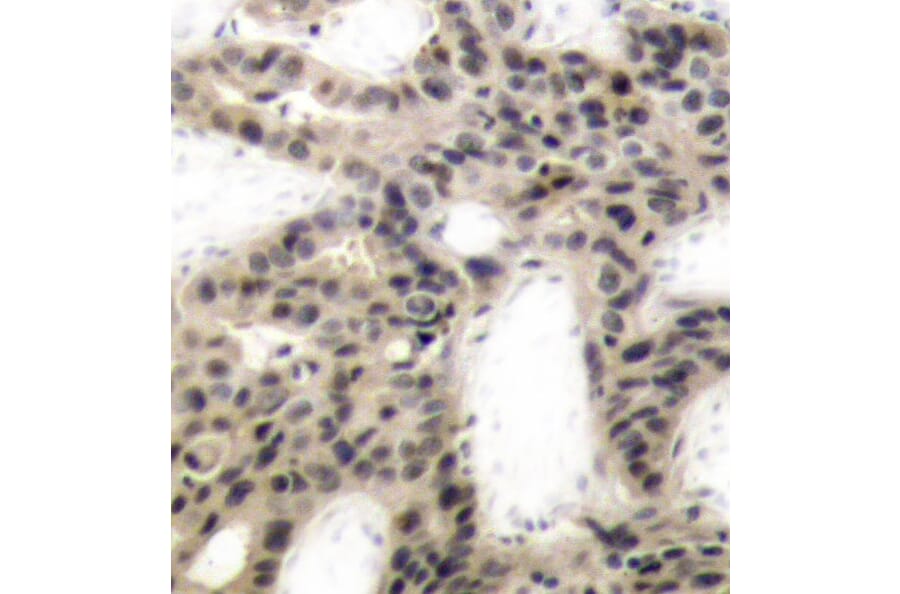 Immunohistochemistry - Anti-eIF4EBP1 (phospho Thr45) Antibody (A10899) - Antibodies.com