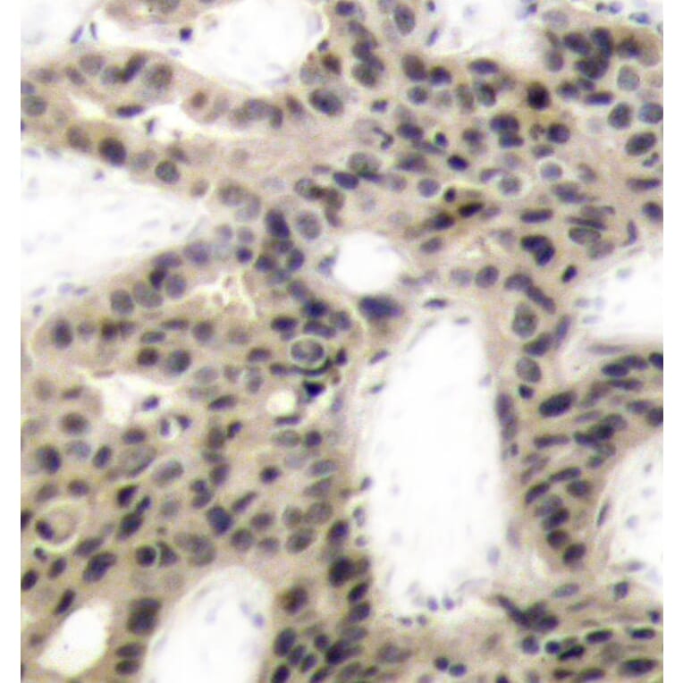 Immunohistochemistry - Anti-eIF4EBP1 (phospho Thr45) Antibody (A10899) - Antibodies.com