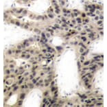 Immunohistochemistry - Anti-eIF4EBP1 (phospho Thr45) Antibody (A10899) - Antibodies.com