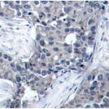 Immunohistochemistry - Anti-EIF4E (phospho S209) Antibody (AP0228) - Antibodies.com