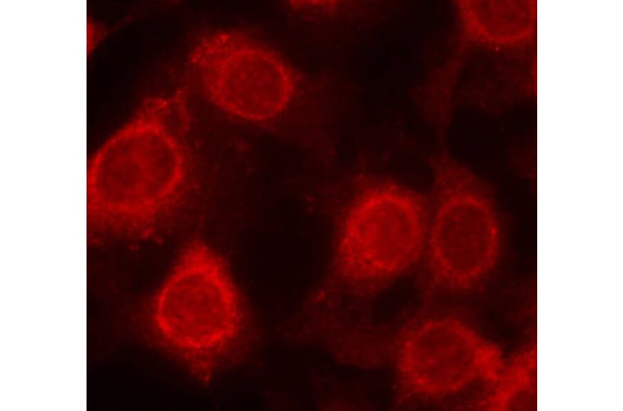 Immunofluorescence - Anti-EIF4E (phospho S209) Antibody (AP0228) - Antibodies.com