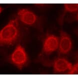 Immunofluorescence - Anti-EIF4E (phospho S209) Antibody (AP0228) - Antibodies.com
