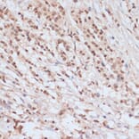 Immunohistochemistry - Anti-BRCA1 (phospho Ser1423) Antibody (A10901) - Antibodies.com