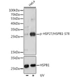 Western Blot - Anti-Hsp27 (phospho Ser78) Antibody (A10902) - Antibodies.com