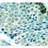 Immunohistochemistry - Anti-Hsp27 (phospho Ser78) Antibody (A10902) - Antibodies.com