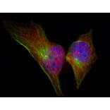 Immunofluorescence - Anti-Hsp27 (phospho Ser78) Antibody (A10902) - Antibodies.com