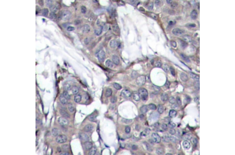 Immunohistochemistry - Anti-HSPB1 (phospho S82) Antibody (AP0237) - Antibodies.com
