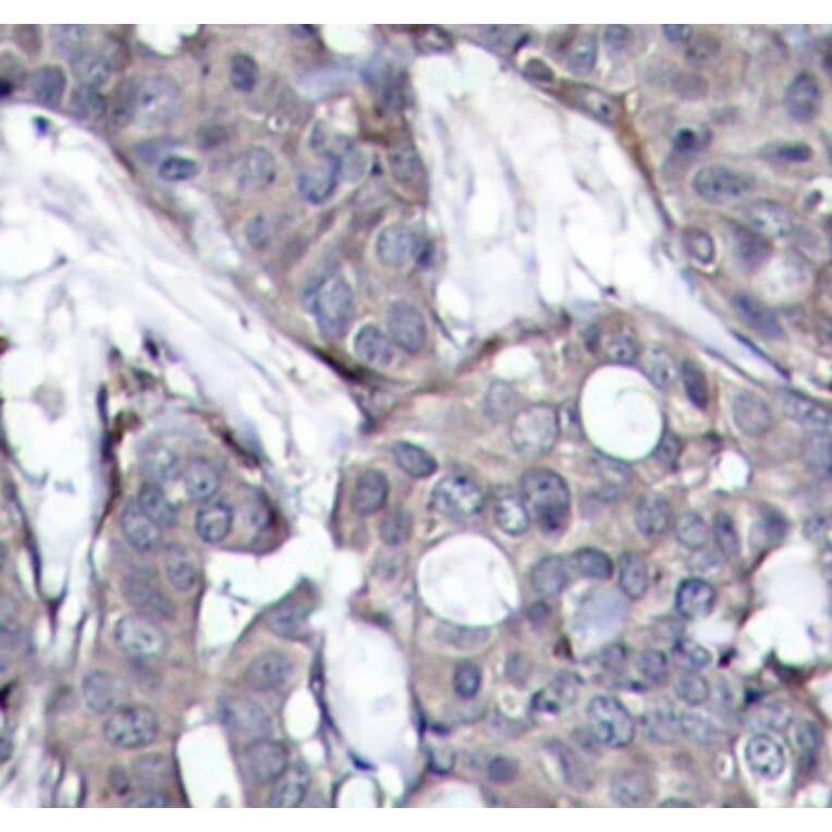 Immunohistochemistry - Anti-HSPB1 (phospho S82) Antibody (AP0237) - Antibodies.com