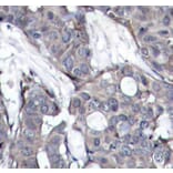 Immunohistochemistry - Anti-HSPB1 (phospho S82) Antibody (AP0237) - Antibodies.com