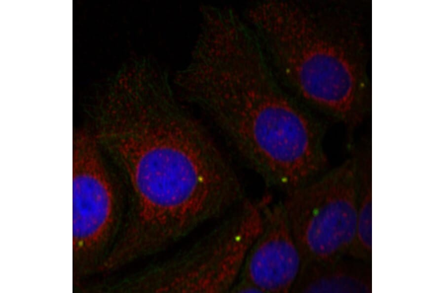 Immunofluorescence - Anti-SNCA (phospho Y125) Antibody (AP0241) - Antibodies.com