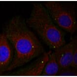 Immunofluorescence - Anti-SNCA (phospho Y125) Antibody (AP0241) - Antibodies.com