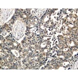 Immunohistochemistry - Anti-DOK2 (phospho Tyr299) Antibody (A10905) - Antibodies.com