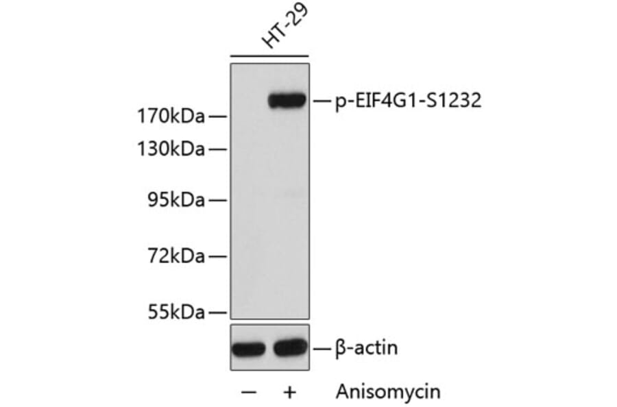 Western Blot - Anti-EIF4G1 (phospho S1232) Antibody (AP0279) - Antibodies.com