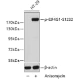 Western Blot - Anti-EIF4G1 (phospho S1232) Antibody (AP0279) - Antibodies.com