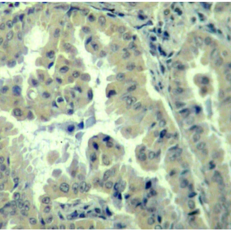 Immunohistochemistry - Anti-EIF4G1 (phospho S1232) Antibody (AP0279) - Antibodies.com